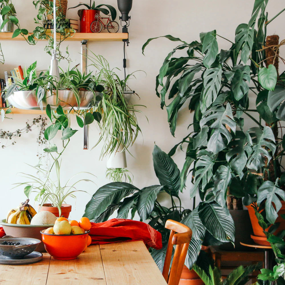 Health Benefits Of Indoor Plants